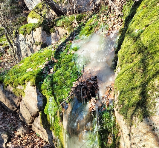 Мох и лишайники