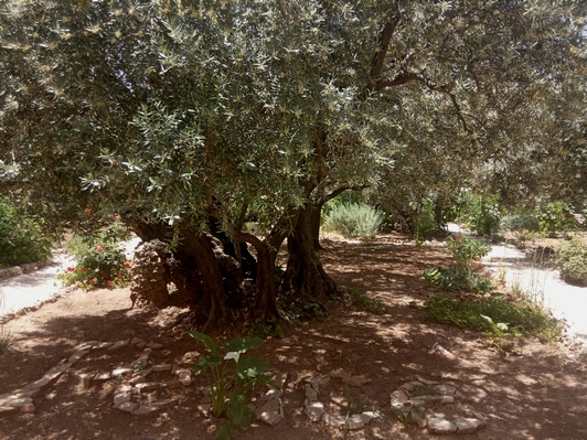 Старые оливы в Гефсиманском саду
