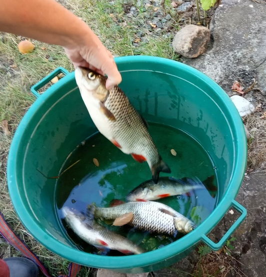 hand Fishing