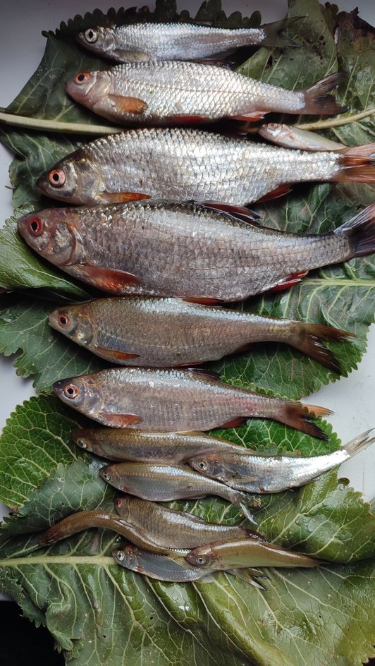 Мануальный фишинг - самая честная рыбалка.  Голавль hand Fishing