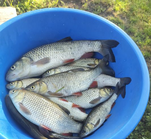 hand Fishing
