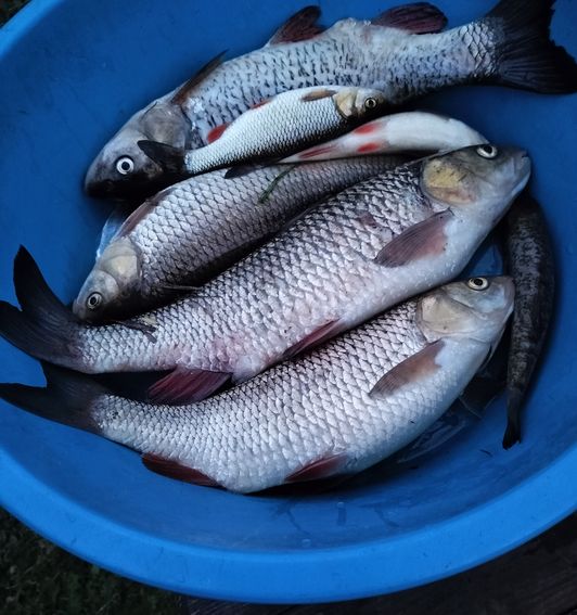 hand Fishing