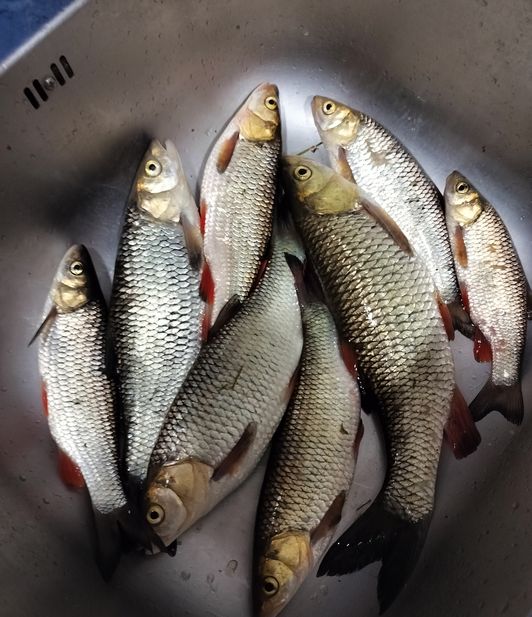 hand Fishing