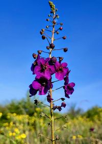 Verbascum phoeniceum