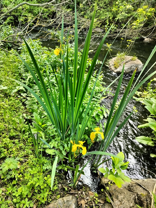 Півники болотяні, Iris pseudacorus в національному парку Бузький Гард