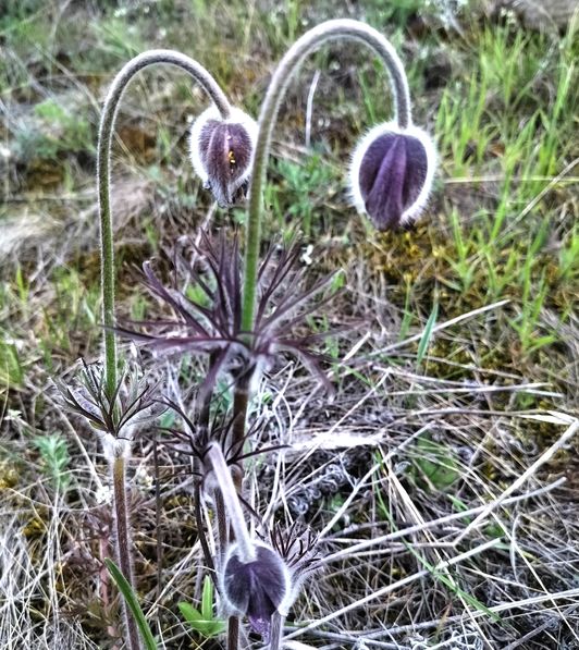 сон чорніючий або сон-трава чорніюча